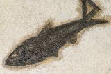 Two Detailed Fossil Fish (Knightia) - Wyoming #163442-2